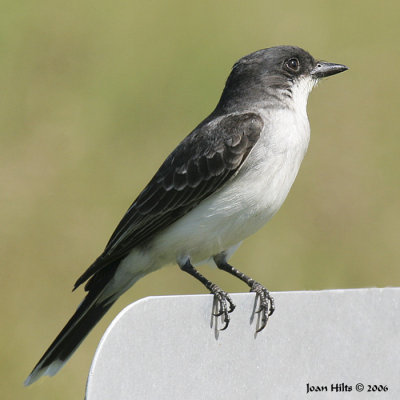 Eastern Kingbird 01