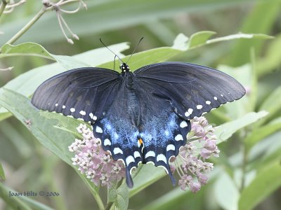 Spicebush Swallowtail 01