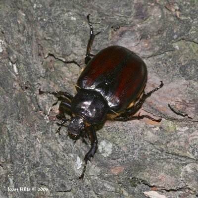 May Beetle 01