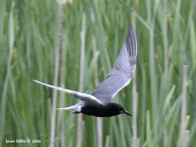 Black Tern 01