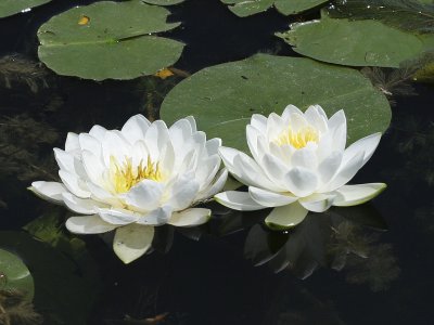 Fragrant Water Lily 02
