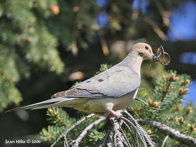 Mourning Dove 05
