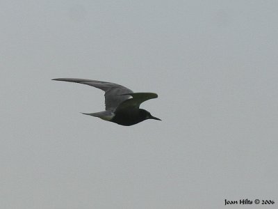 Black Tern 02