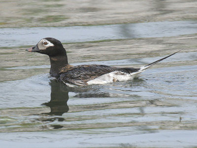 Long-tailed 02