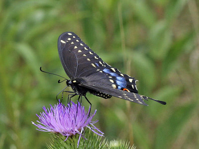 Black Swallowtail 01