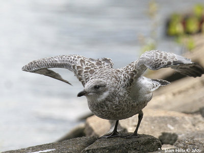 Ring-billed 12