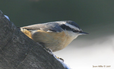 Red-breasted 04