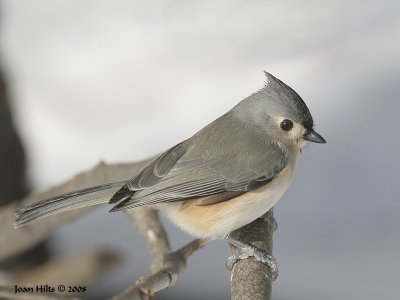 Tufted Titmouse 11