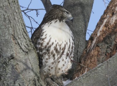 Red-tailed Hawk Dinner Time!
