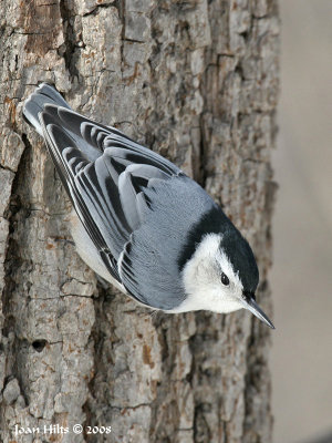 White-breasted 06
