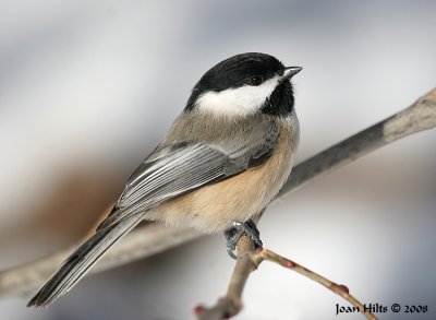 Black-capped Chickadee 15