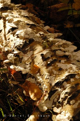 Fungus Covered Log