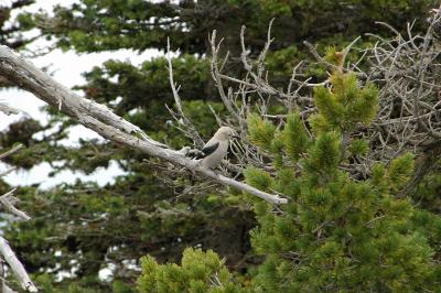 Clark's Nutcracker