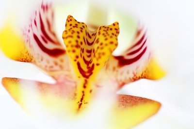 Orchid
