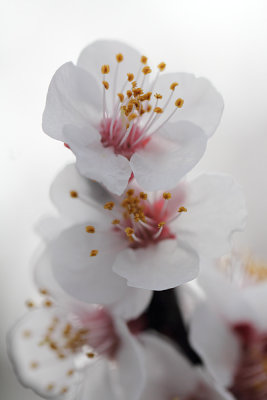 Cherry Blossom II