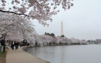 Cherry Blossom VIII