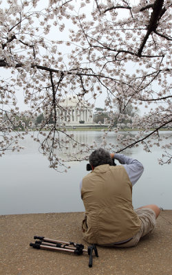 Cherry Blossom VII (Ricardo)