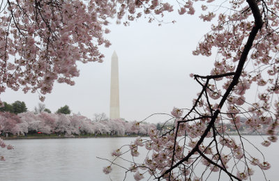 Cherry Blossom X