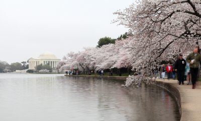 Cherry Blossom XI