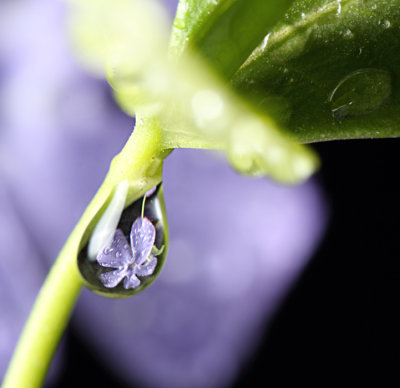 Drop