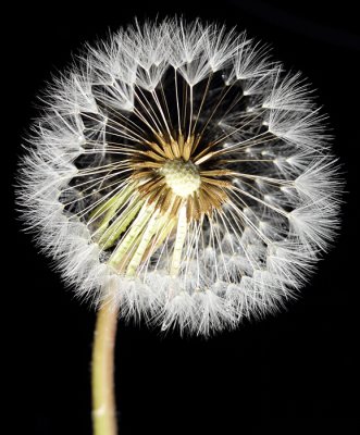 Dandelion I