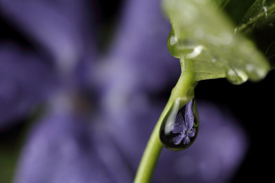 Rain Drops I