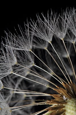 Dandelion II