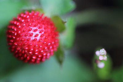 Wild berry