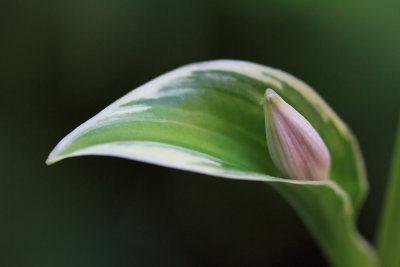 Bud