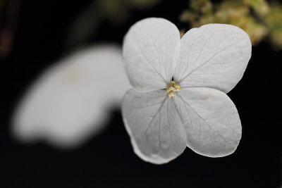 White Flower