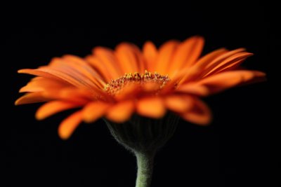 Orange Flower I