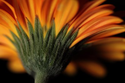 Orange Flower II