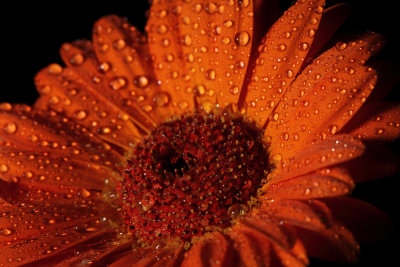 Orange Flower III