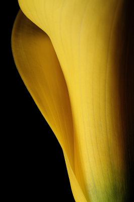Yellow Flower II