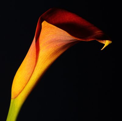 Flower I