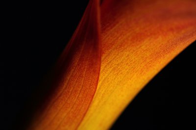 Flower II