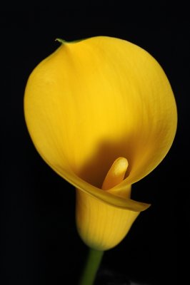 Yellow Flower I