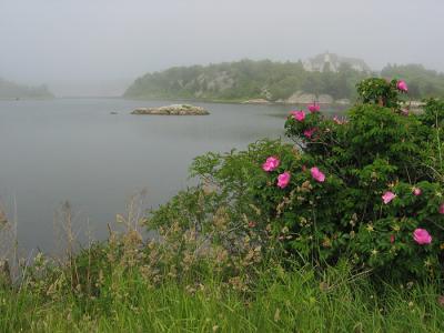 Fog