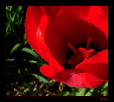 g4/83/574583/3/59439659.tulipe.jpg