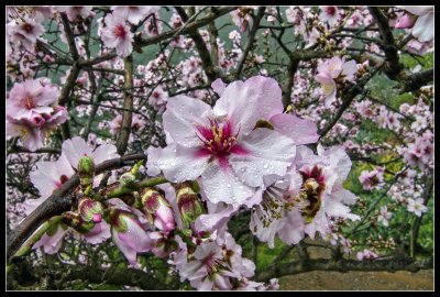 Barranco de Guayadeque - Blossoming Almond Tree