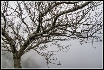 Caldera de Los Marteles - Fog