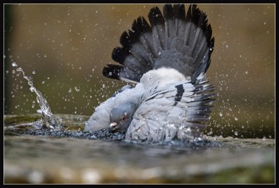The Pigeon's Bath