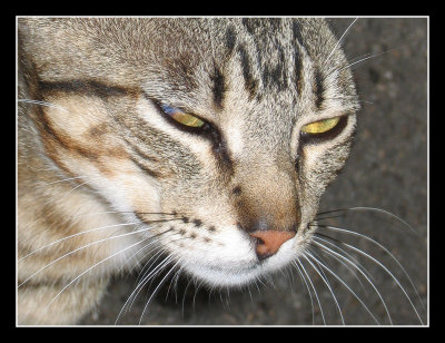 Our Feline Guide in Sintra