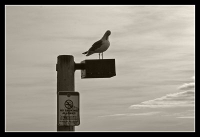 Pacific Beach