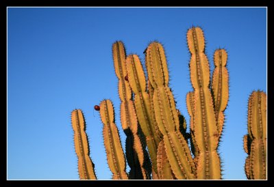 Balboa Park - Cactus Garden