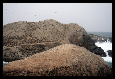 Bird Rocks