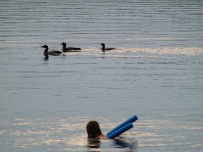 Swimming with the Loons Fox Lake