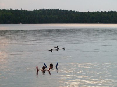 Swimming with the Loons Fox Lake