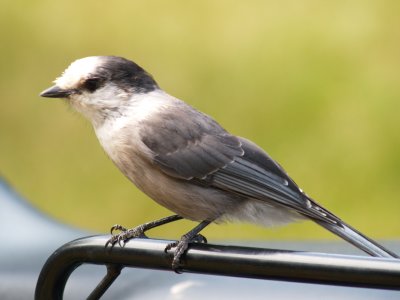 Canada Jay (Whiskey Jack)