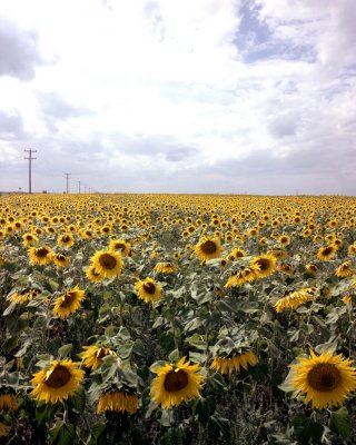 Sunflowers near CFB Shilo